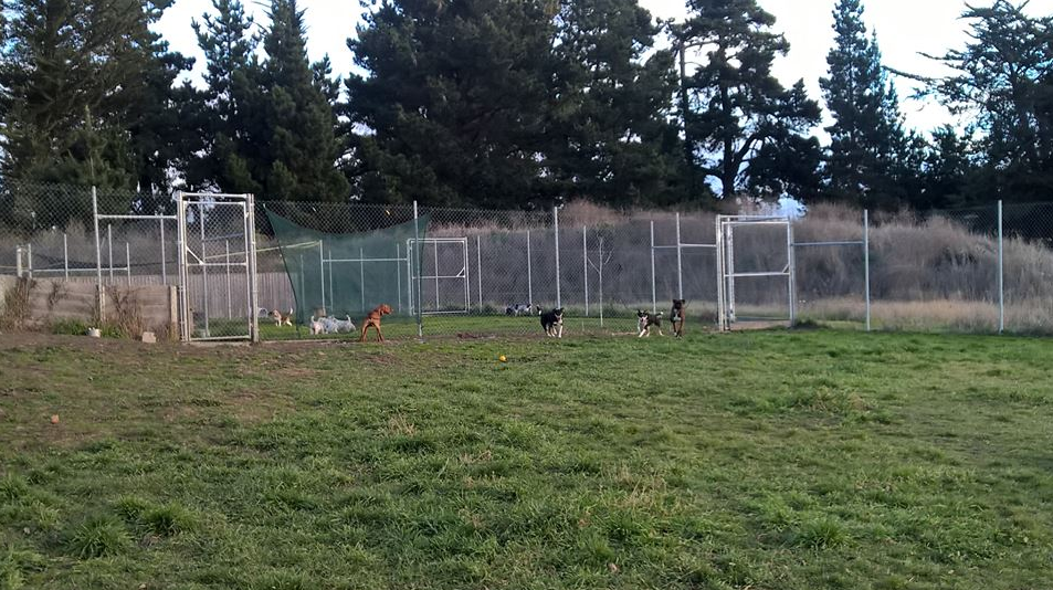 Donquest Kennels & Cattery Amberley Area Yellow® NZ